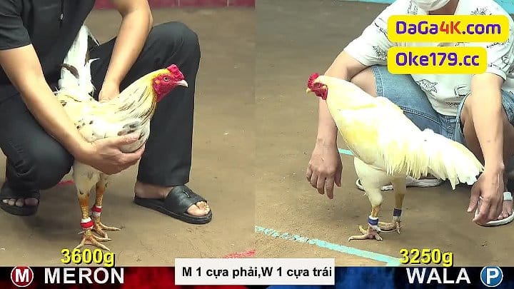 Độc Lạ Đá Gà Cpc4 Meron Đá 1 Cựa Phải Wala 1 Cựa Trái