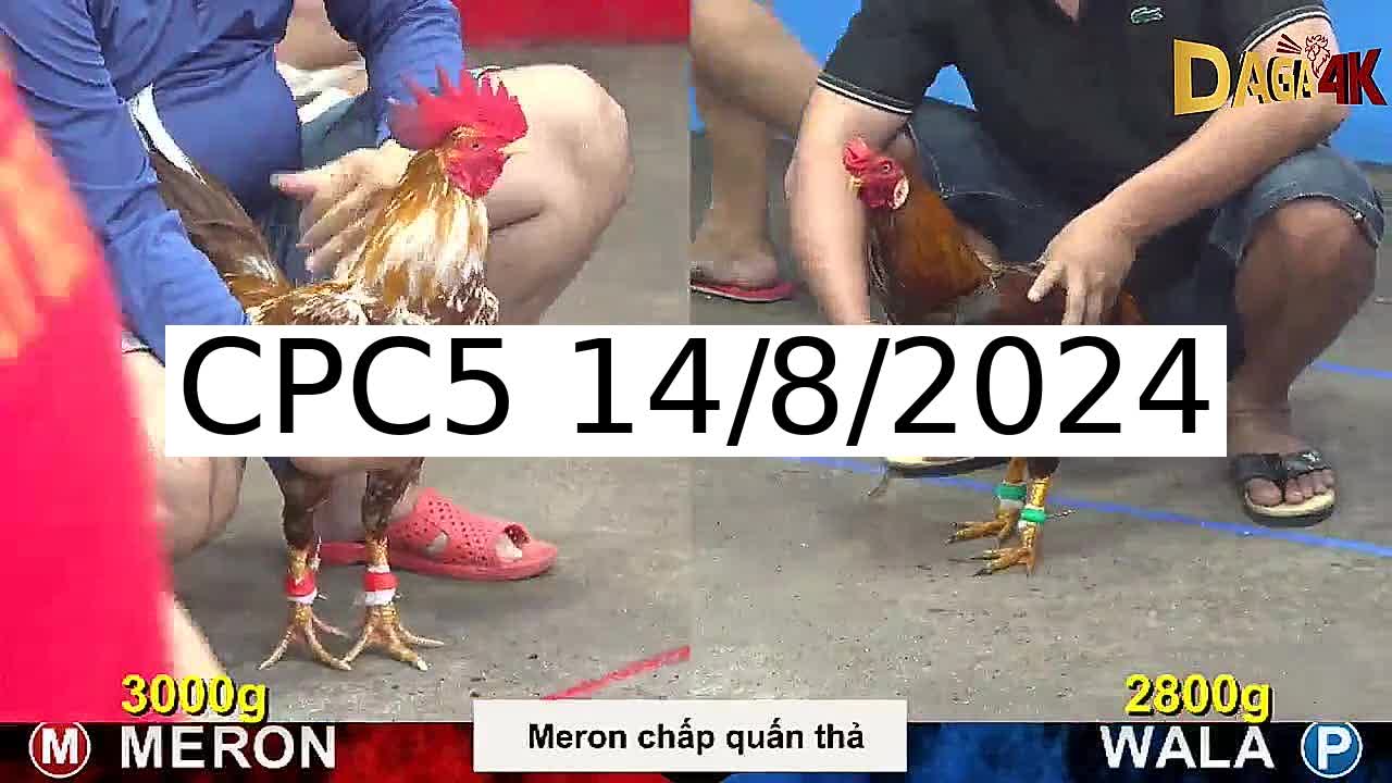 Full 26 Trận - Video đá gà trực tiếp CPC5 Campuchia ngày 14/8/2024