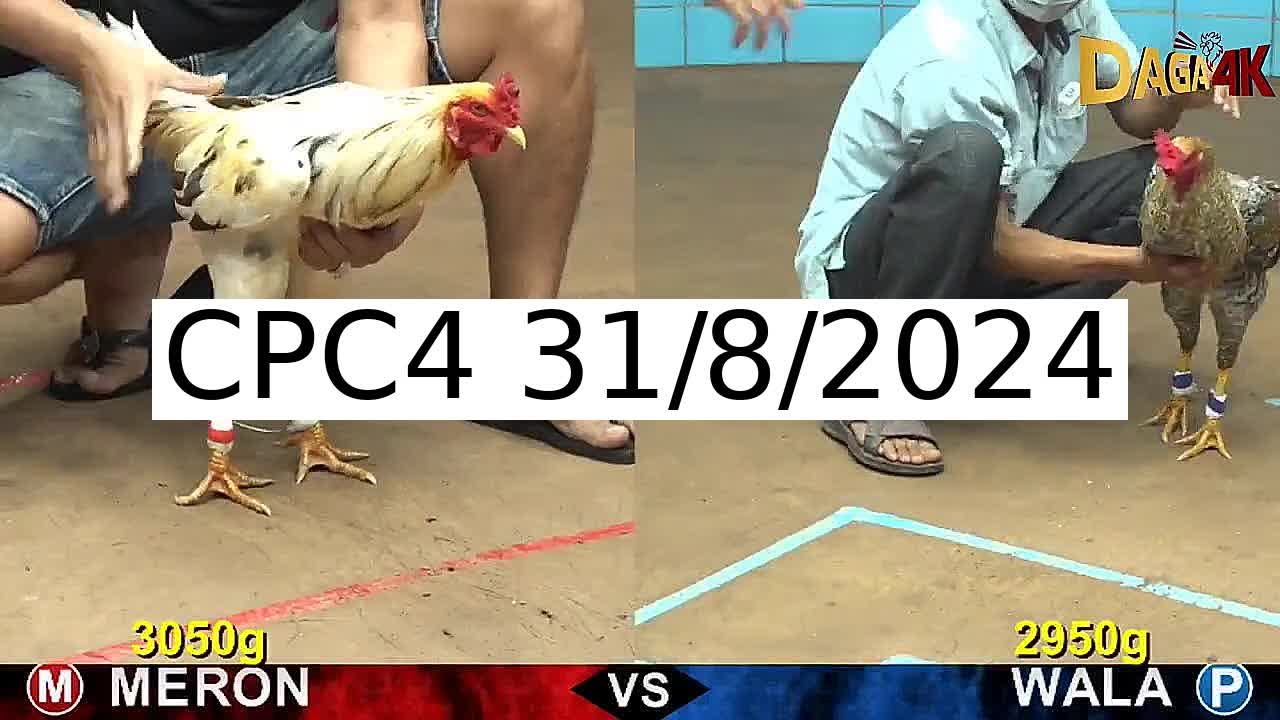 Full 31 Trận - Video đá gà trực tiếp CPC4 Campuchia ngày 31/8/2024