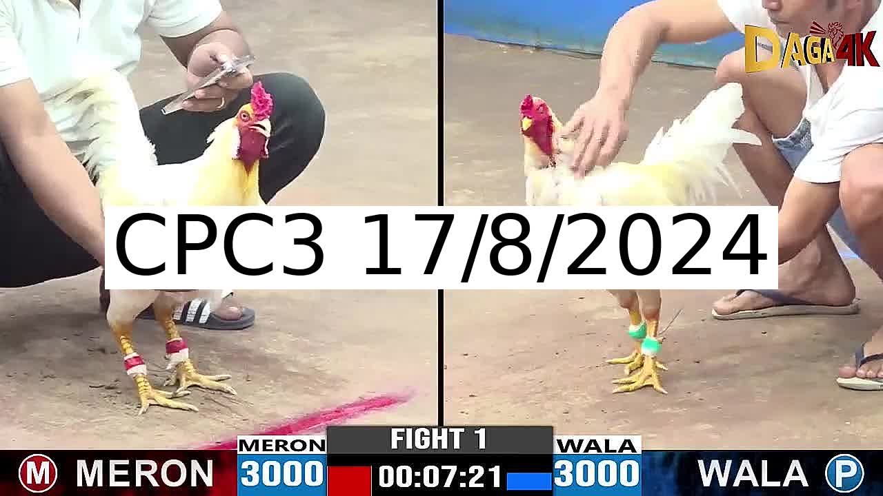 Full 36 Trận - Video đá gà trực tiếp CPC3 Campuchia ngày 17/8/2024