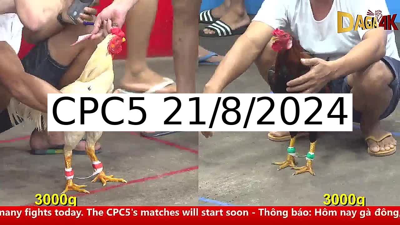 Full 36 Trận - Video đá gà trực tiếp CPC5 Campuchia ngày 21/8/2024