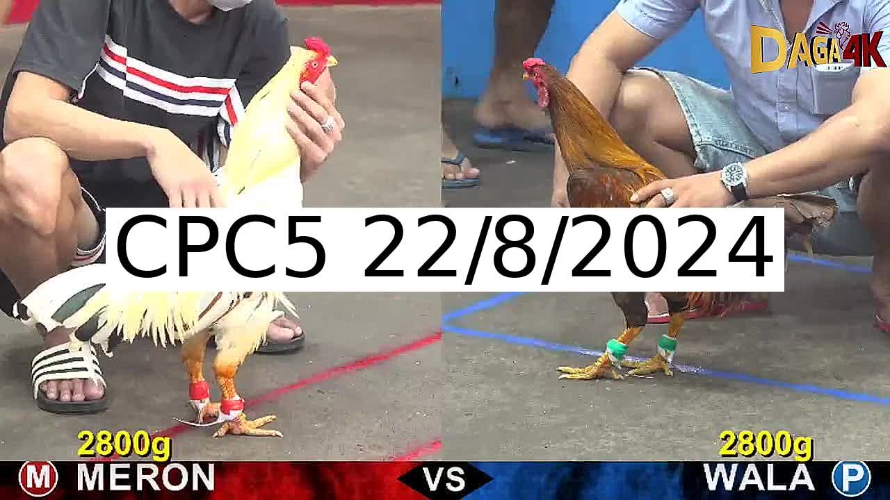 Full 31 Trận - Video đá gà trực tiếp CPC5 Campuchia ngày 22/8/2024