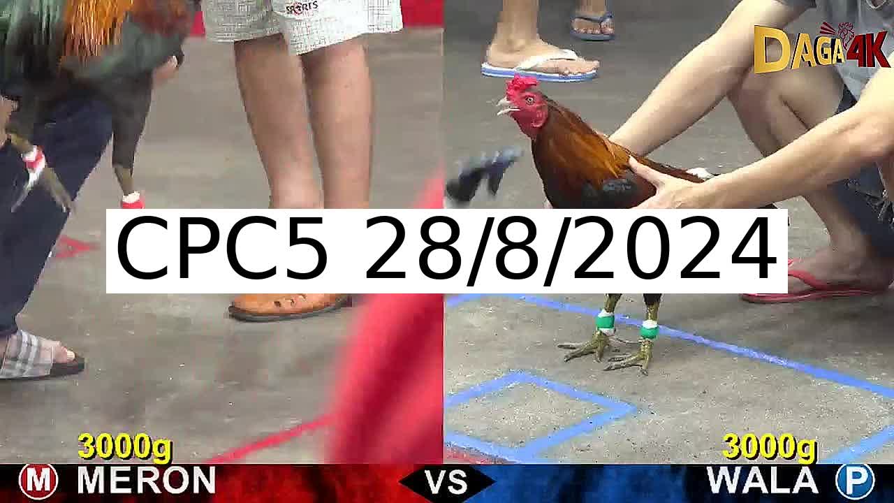 Full 33 Trận - Video đá gà trực tiếp CPC5 Campuchia ngày 28/8/2024