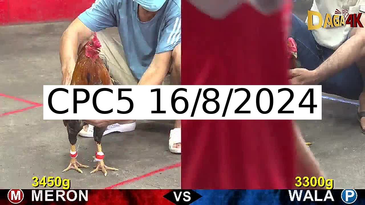 Full 37 Trận - Video đá gà trực tiếp CPC5 Campuchia ngày 16/8/2024