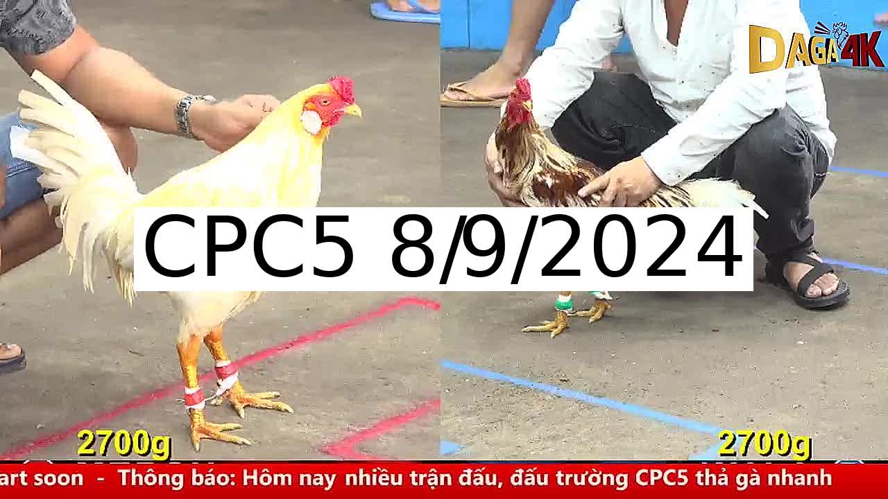 Full 8 Trận - Video đá gà trực tiếp CPC5 Campuchia ngày 8/9/2024