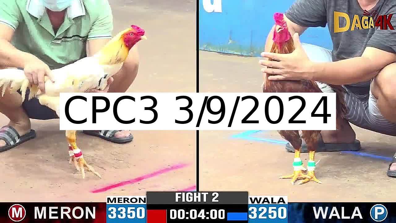 Full 29 Trận - Video đá gà trực tiếp CPC3 Campuchia ngày 3/9/2024